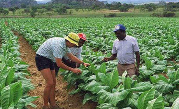 tobacco farming in zimbabwe Zimbabwe Tobacco Association (ZTA) led