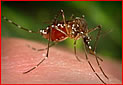 Mosquito
